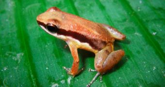 Researchers document new frog species in central Guyana