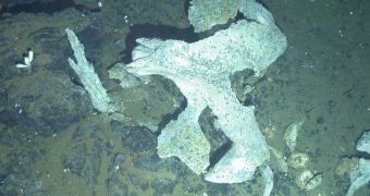 Minke whale bones in Antarctica found to house new crustacean species