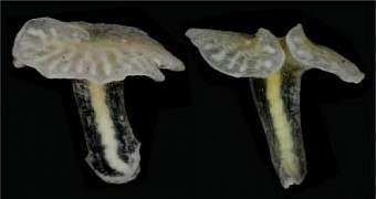 Researchers announce the discovery of previously unknown mushroom-shaped creatures in Australian waters