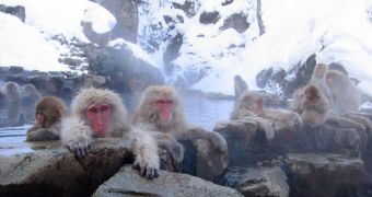 Japanese macaques have displayed the only other known instances of grandmothers caring for their nephews known outside of the human race