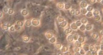 Primitive Stage of White Cells Discovered in Fishes