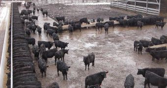 Typical cattle yard in Northern Iowa, USA