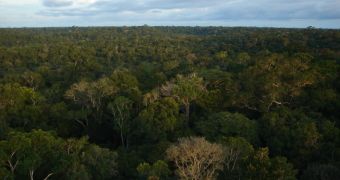 A view of the rainforest from the top of a research tower