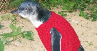 Green group wants people to help it rehabilitate penguins by knitting jumpers for them