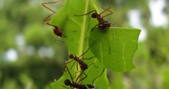 Leaf-cutter worker ants destroying leafs