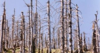 Acid rains can decimate entire forests