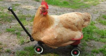 Scientists report progress in study concerning the evolutionary history of chickens