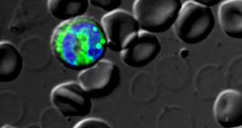 In this human blood smear, a modified protease inhibitor (shown in green) is sequestered inside a white blood cell