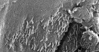 Tube-like structures on Mars, which experts believe may have been left behind by organisms living there some 3.6 billion years ago