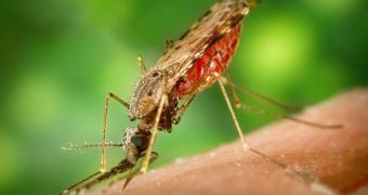 Malaria is predominately transmitted by mosquitoes