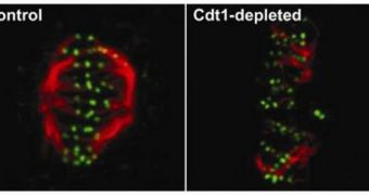 Mitotic spindle-chromosome attachments, marked in green, become unstable (on the right) compared to normal (on the left)