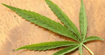 Researchers gain a better understanding of how compound in cannabis impairs tumor growth
