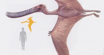 Pterodaustro compared to a human