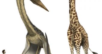 This is a rendition of Quetzalcoatlus, the largest pterosaur that ever lived