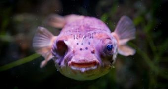 Puffer fish named Mini loses its right eye to cataract