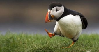 Puffin Census Carried Out on the Farne Islands, UK