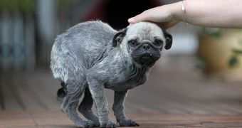 Pug Rescued from Owners Who Forced It to Inhale Marijuana Smoke