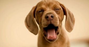 Puppies only catch contagious yawning after they become empathic, researchers say
