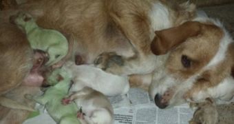 Dog in Spain delivers two puppies with green fur