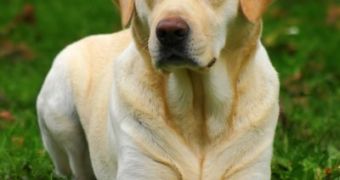 Puppy Breeder Found Guilty of Animal Cruelty [Video]