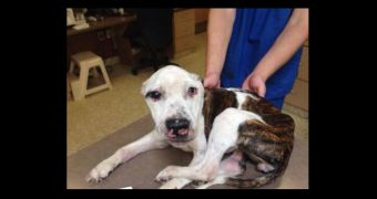 Internet users seek justice for brutally abused pit bull nicknamed Puppy Doe
