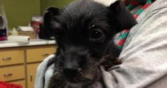 Puppy Lives Nearly a Month Inside an Impounded Car, Survives
