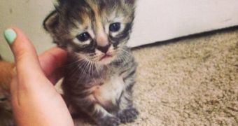 “Purrmanently Sad Cat” is everybody's new favorite kitten