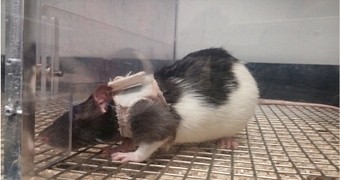 Researchers teach rats to like females wearing jackets