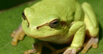 Tree frogs have sticky pads on their feet that are capable of cleaning themselves