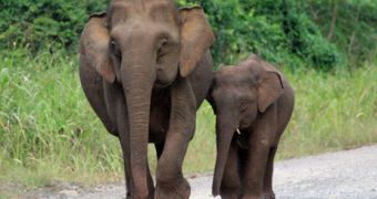 Borneo elephant female with her calf