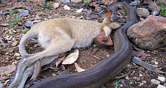 Ranger finds python eating a wallaby