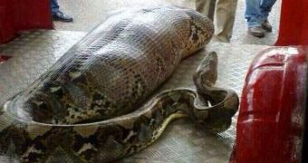 The python with a human-shaped bulge in its stomach