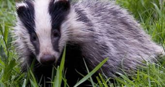 Brian May asks people so sign an online petition, help save England's badgers