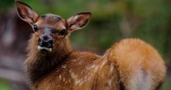 Queens Zoo Shows Off Roosevelt Elk Calf