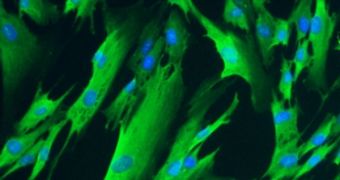 MIT researchers used RNA to induce these fibroblast cells to express four genes necessary to reprogram cells to an immature state