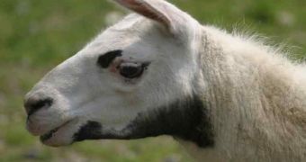 Pet llama falls sick with rabies, endangers four people