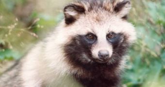 Raccoon dogs are related to foxes, jackals, and domestic dogs