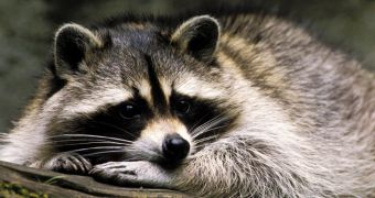 Raccoon gets caught in a steel-jaw trap, must be put to sleep because of its wounds