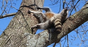 Raccoon desperate to get nut gets stuck in a tree hole