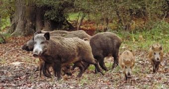 Traces of radioactive contamination found in wild boars living in northern Italy