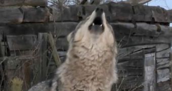 'Radioactive Wolves' Episode to Open PBS’ Nature: Season 30