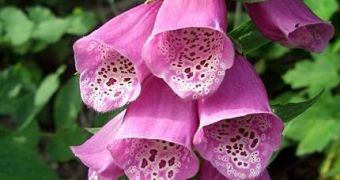 Flowers in rainy areas evolved to keep their pollen away from water