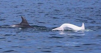 Albino dolphin photographed in the Mediterranean