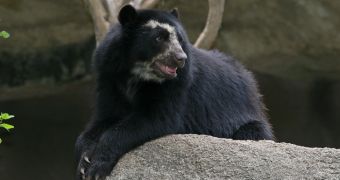 Queens Zoo welcomes rare Andean bear