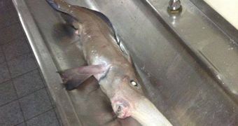 Scientists determined that the mysterious animal is a “long-nosed chimaera”
