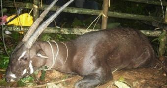 Rare mammal known as the Asian unicorn photographed in Vietnam