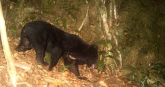 The WWF releases photo of Asiatic black bear caught on camera in Vietnam