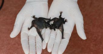 Rare bats born at Auckland Zoo in November 2013