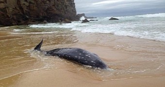 Rare beaked whale found on a beach in Australia