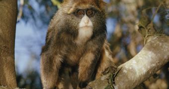 A 1-year-old Kenyan De Brazza monkey